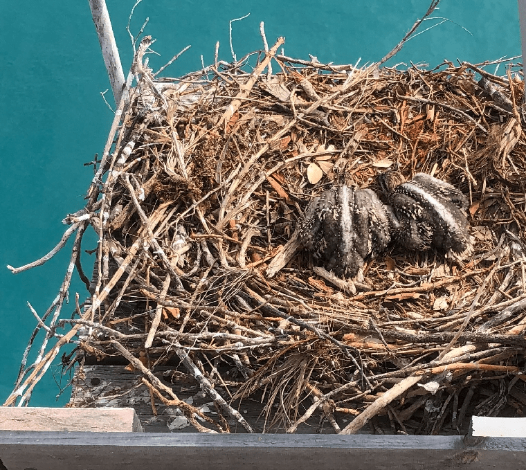 Two baby ospreys